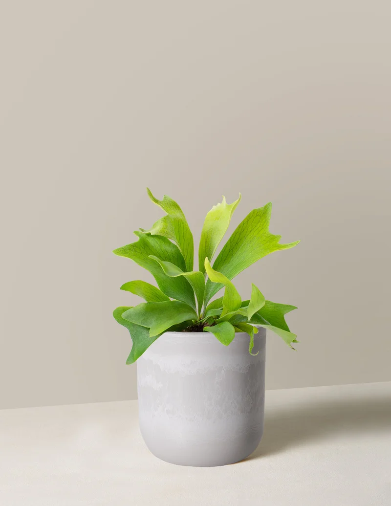 Image of Staghorn Fern