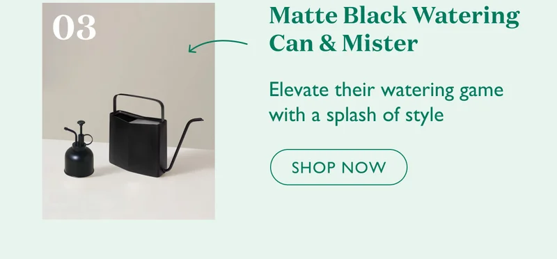 Shop Matte Black Watering Can and Mister