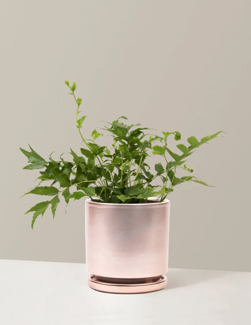 Image of Holly Fern