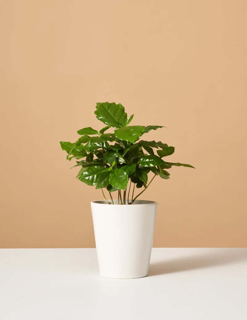 Image of Coffee Plant