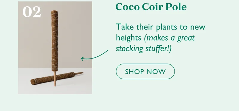 Shop Coco Coir Pole