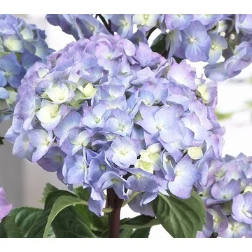 Roberta's 2-Piece Onyx Mophead Hydrangea Live Plant