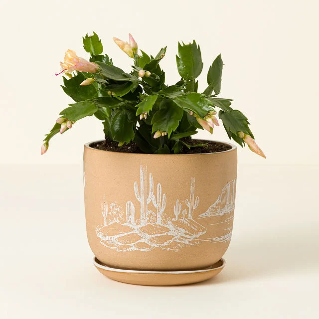 Desert Landscape Planter