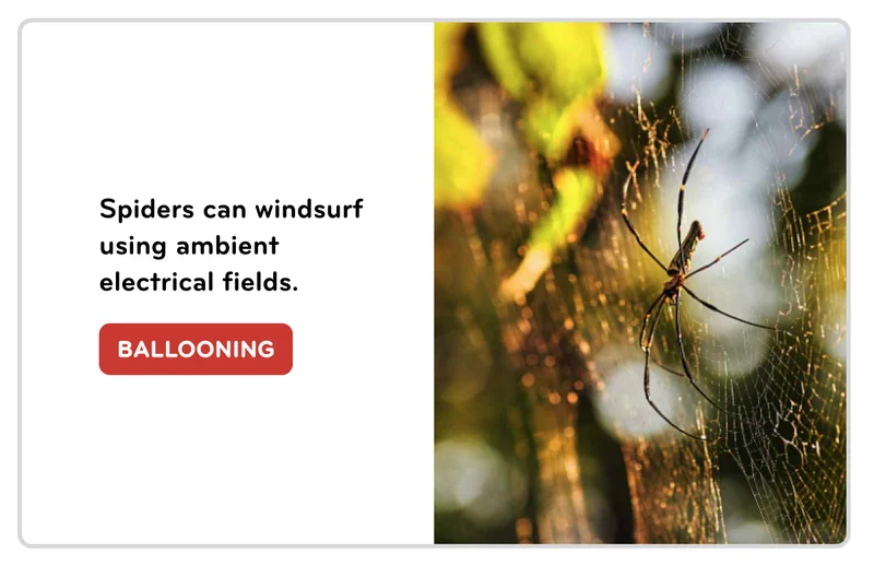 spiders ballooning