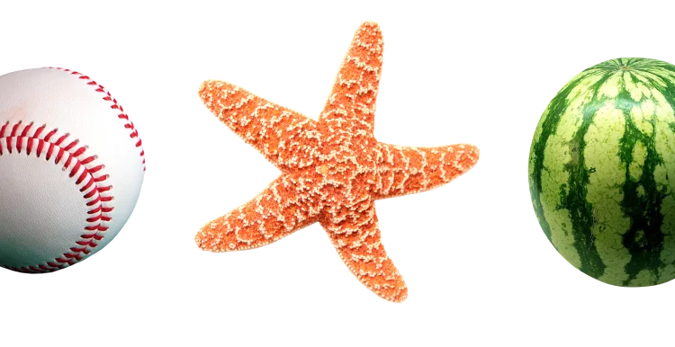 watermelon popsicle starfish umbrella baseball