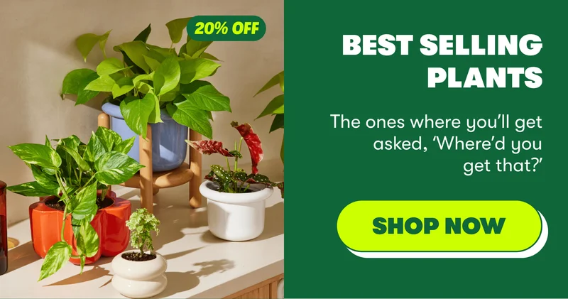 BEST SELLING PLANTS The ones where you’ll get asked, ‘Where’d you get that?’ [SHOP NOW]