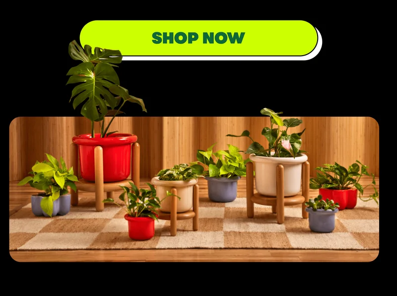 [SHOP NOW]