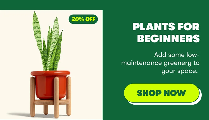 PLANTS FOR BEGINNERS Add some low-maintenance greenery to your space.&nbsp; [SHOP NOW]