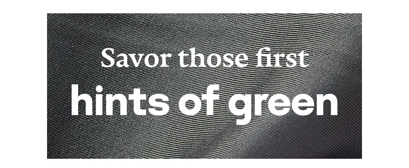 Savor those first hints of green
