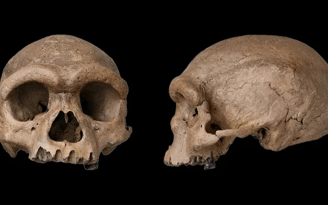 A frontal (left) and profile (right) view of the “Dragon Man” skull side by side.
