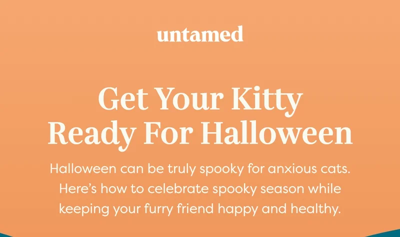 Get your kitty ready for Halloween