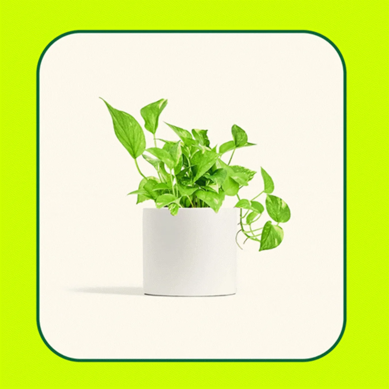 Products Gif
