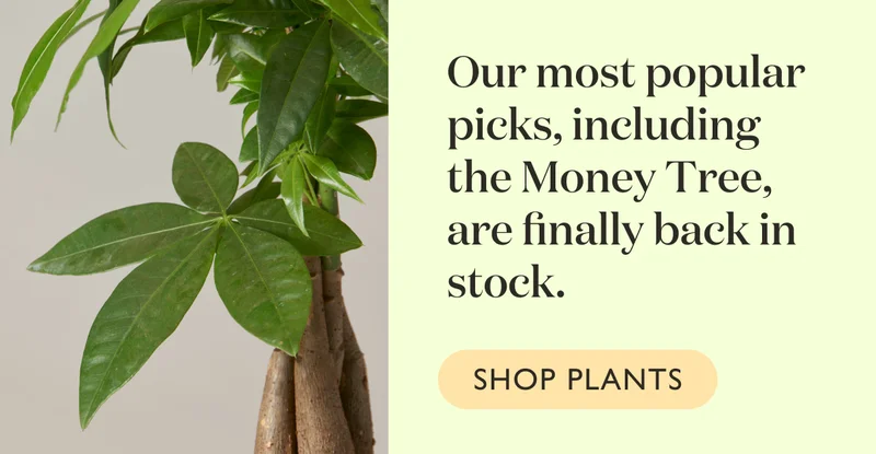 Our most popular picks, including the Money Tree are finally back in stock.