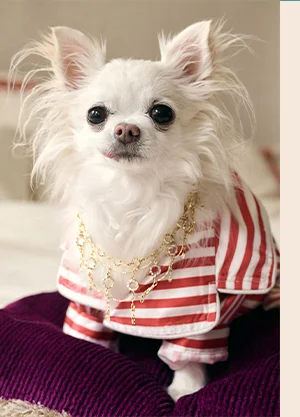 Chihuahua wearing pajamas