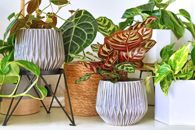 Pet-Friendly Plant Club houseplant arrangement