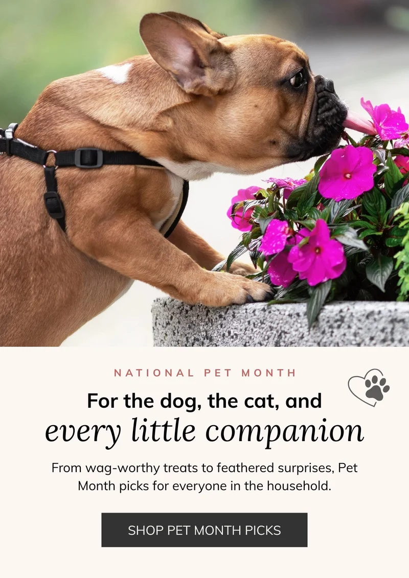 National Pet Month — for the dog, the cat, and every little companion