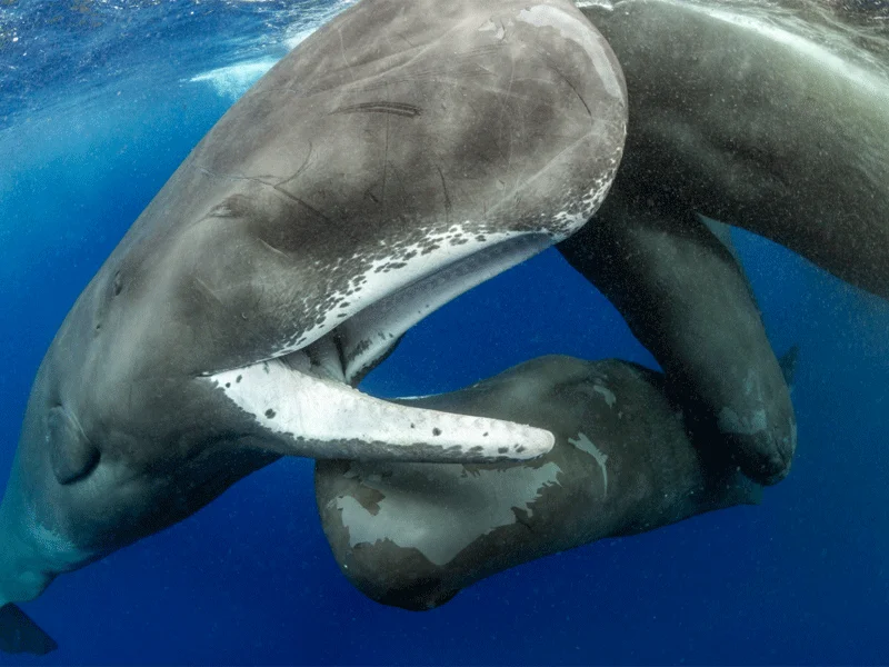 A sperm whale is seen socializing with its pod near Dominica, where scientists have been studying how the species communicates.