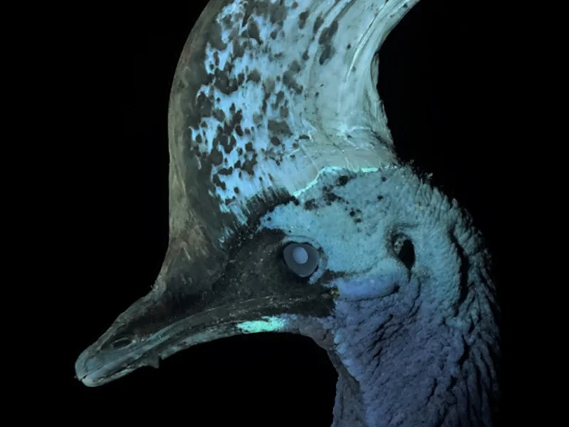 The casque of a southern cassowary glows blue-green in ultraviolet light. This cassowary, named Ginger, from the Cassowary Conservation Project in Florida, was the first living cassowary that showed this ability in a new study.