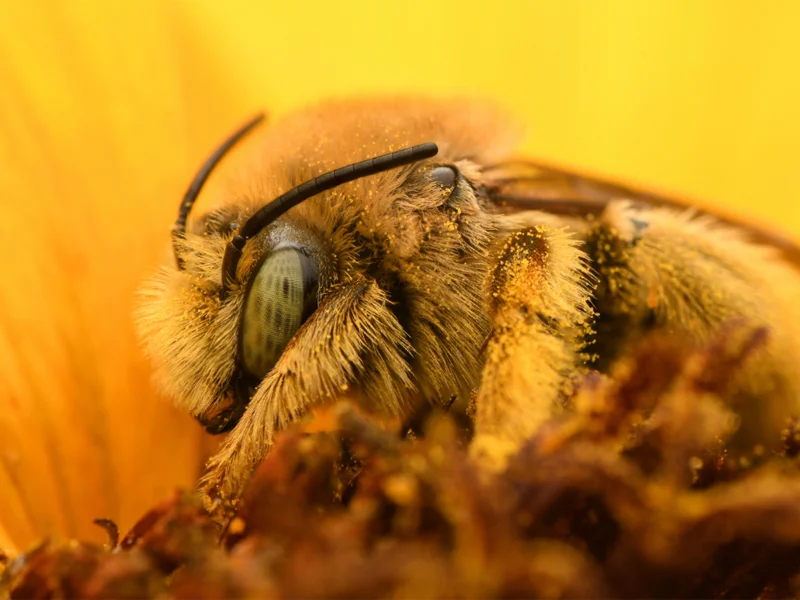 A sunflower turret bee on a sunflower.