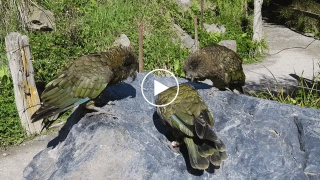 Bruce has developed a unique behavior, using his lower beak to joust his rivals.