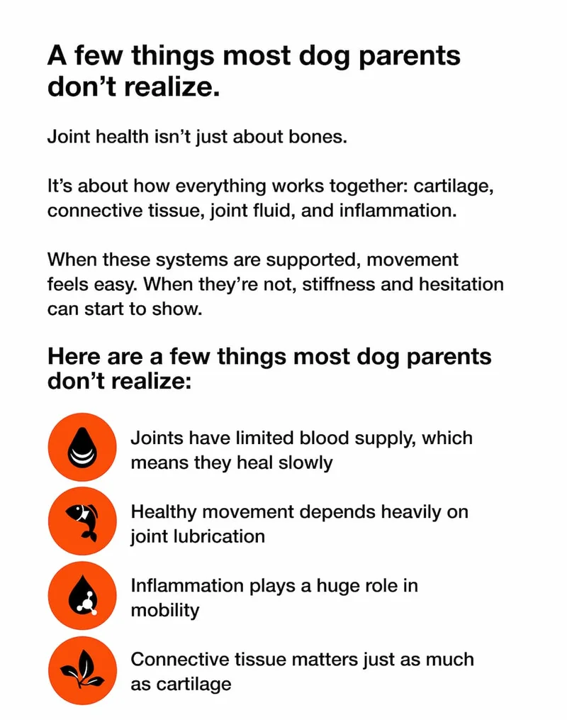 A few things most dog parents don’t realize.