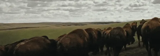 Buffalo