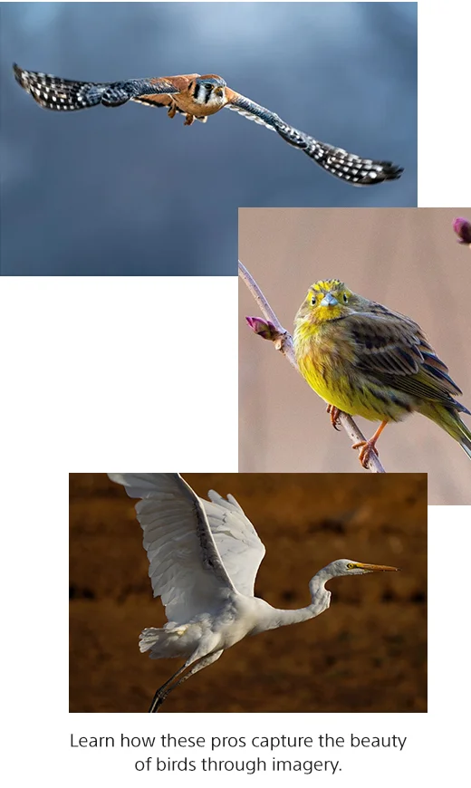 Learn how these pros capture the beauty of birds through imagery.
