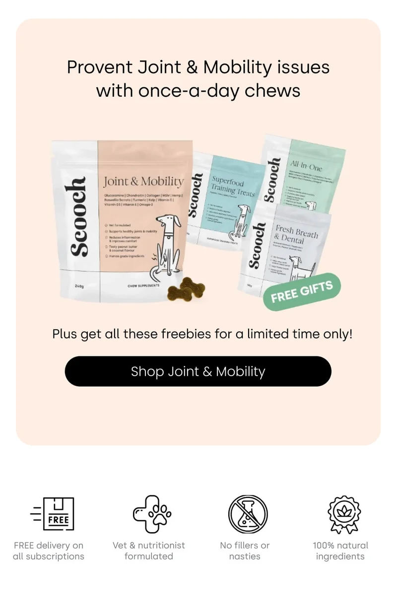 Provent Joint & Mobility issues with once-a-day chews
