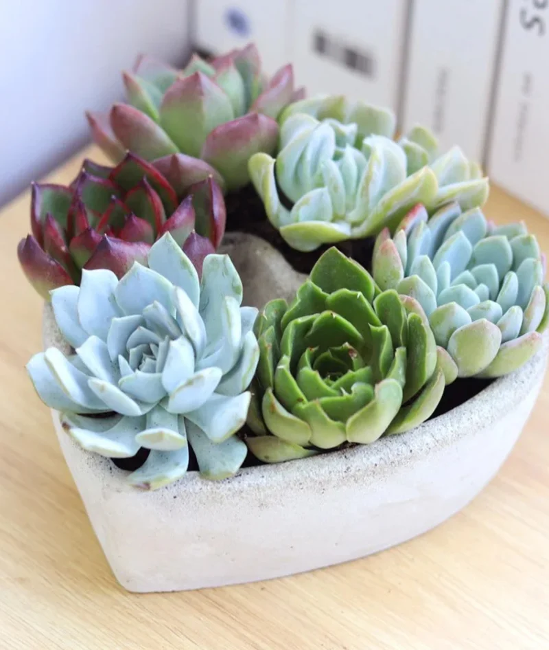 Succulent Heart Arrangement 7-inch, Succulent Gift Decor Ideas