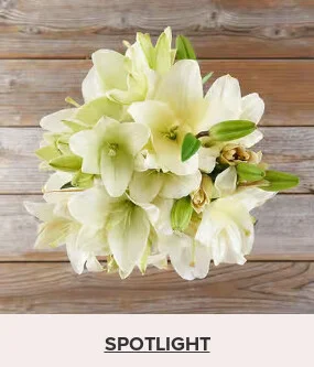Flowers At a Great Price