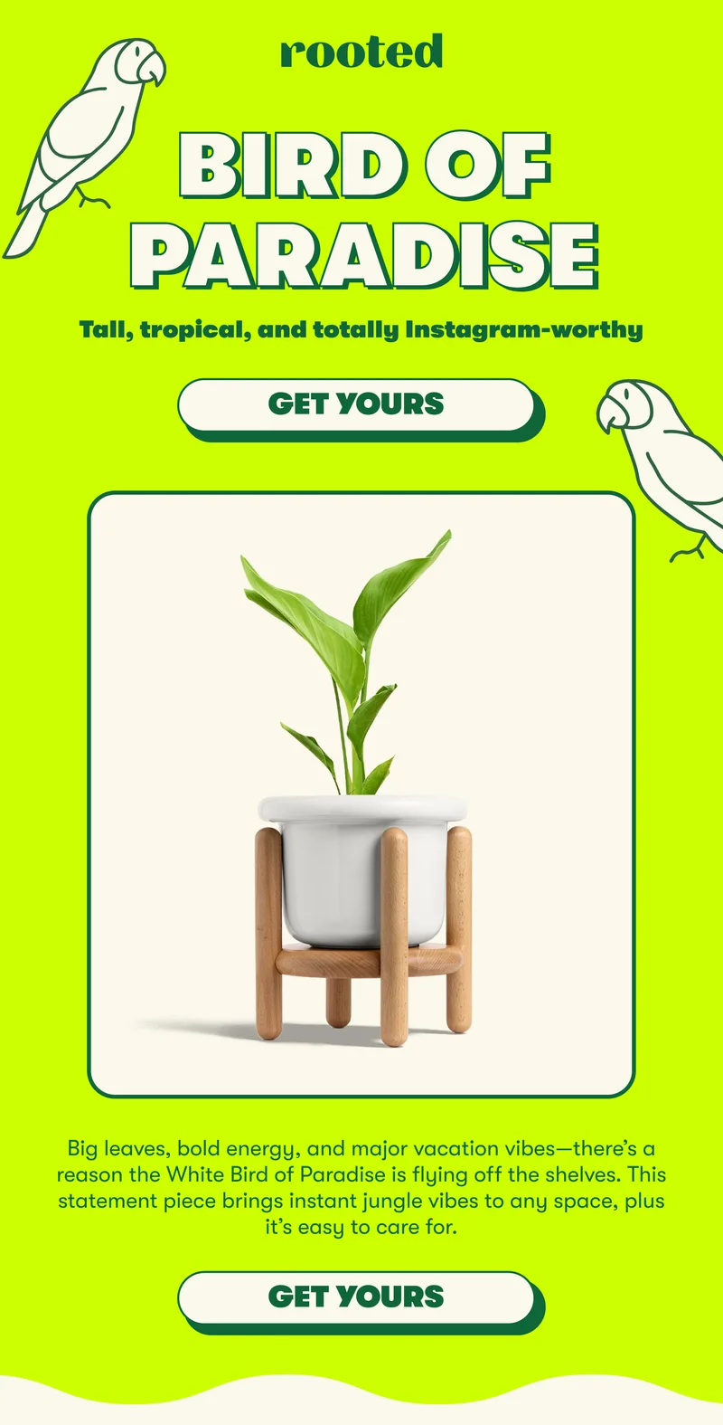 Take 10% off your first order. Use code: ROOTEDWELCOME10 BIRD OF PARADISE Tall, tropical, and totally Instagram-worthy  [GET YOURS]Big leaves, bold energy, and major vacation vibes—there’s a reason the White Bird of Paradise is flying off the shelves. This statement piece brings instant jungle vibes to any space, plus it’s easy to care for.