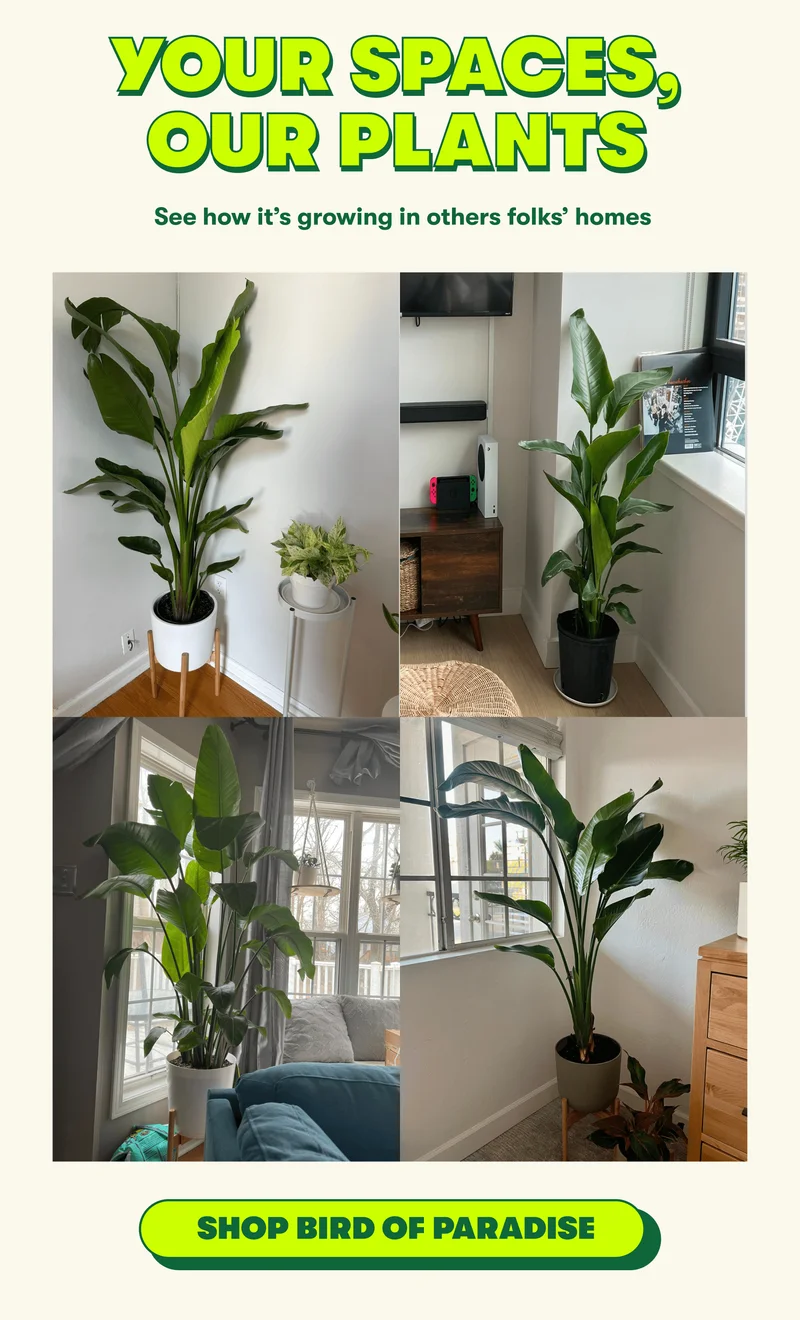 YOUR SPACES, OUR PLANTS See how it’s growing in others folks’ homes  [SHOP BIRD OF PARADISE]