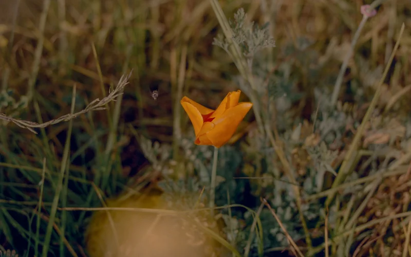 A poppy grows in a fire-scarred lot in Los Angeles’s Pacific Palisades neighborhood, planted by the sowers of the Seed Bomb Project.