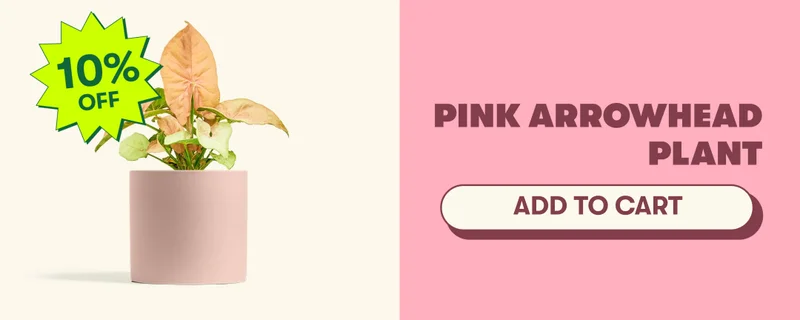 Pink Arrowhead Plant [ADD TO CART]