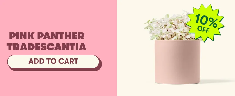 Pink Panther Tradescantia  [ADD TO CART]