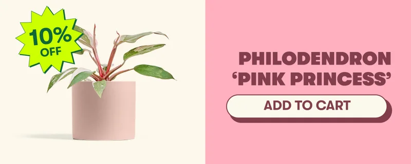 Philodendron ‘Pink Princess’  [ADD TO CART]