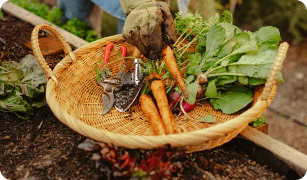 Photo of freshly harvested vegetables