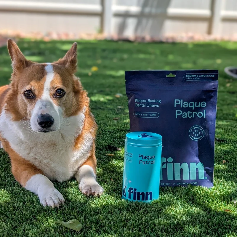 Corgi with Plaque Patrol Bundle
