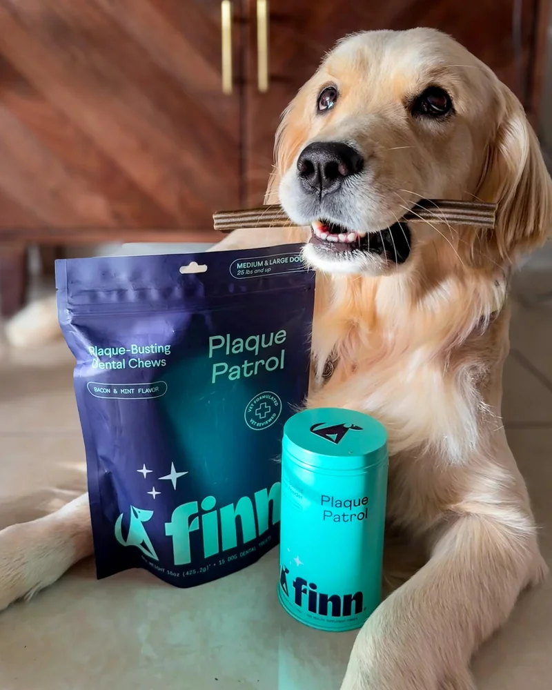 Golden with Plaque Patrol Bundle: Plaque Patrol Chew in mouth next to Plaque Patrol tin