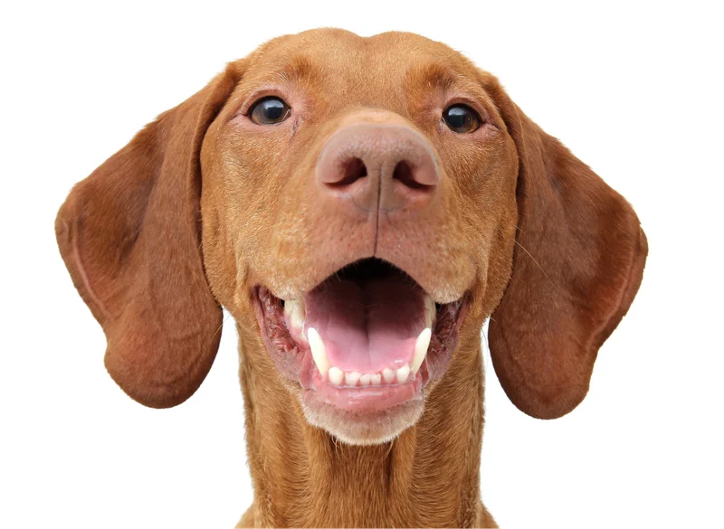 Dog Smiling with Teeth