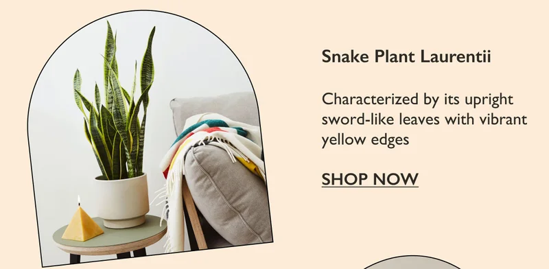 Snake Plant Laurentii: Characterized by its upright sword-like leaves with vibrant yellow edges