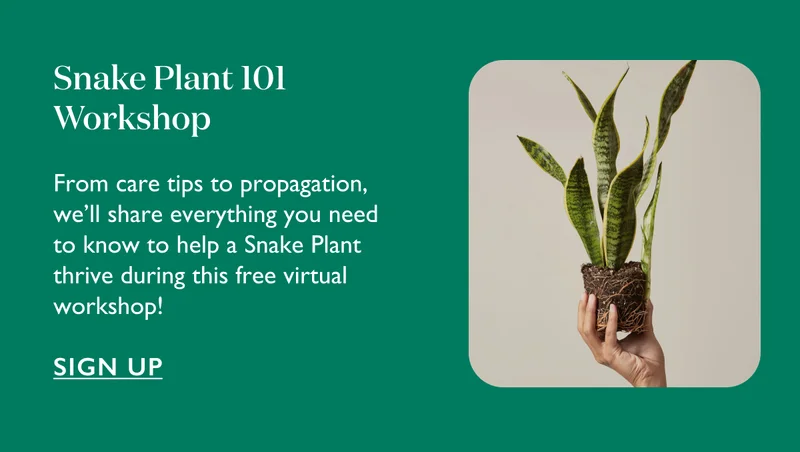 Snake Plant 101 Workshop: From care tips to propagation, we'll share everything you need to know to help a Snake Plant thrive during this free virtual workshop!