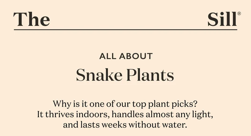 Why is it one of our top plant picks? It thrives indoors, handles almost any light, and lasts weeks without water.