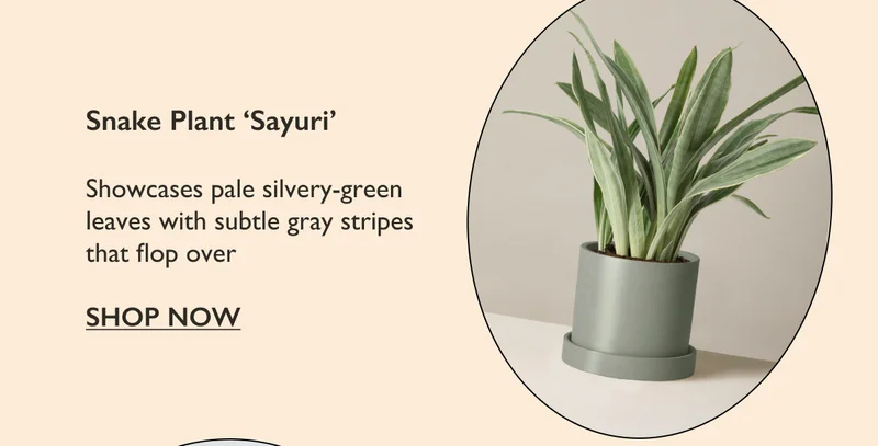 Snake Plant Sayuri: Showcases pale silvery-green leaves with subtle gray stripes that flop over