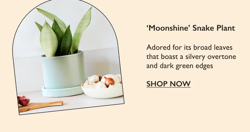 Moonshine Snake Plant: Adored for its broad leaves that boast a silvery overtone and dark green edges