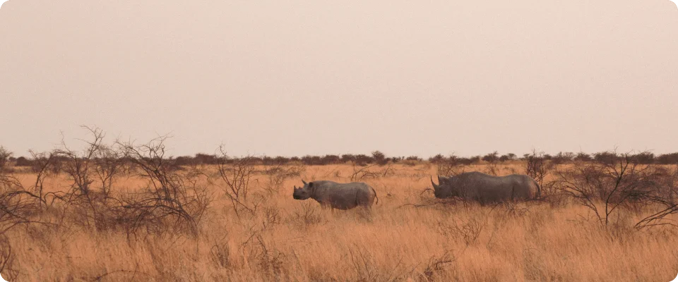 Rhinos in desert