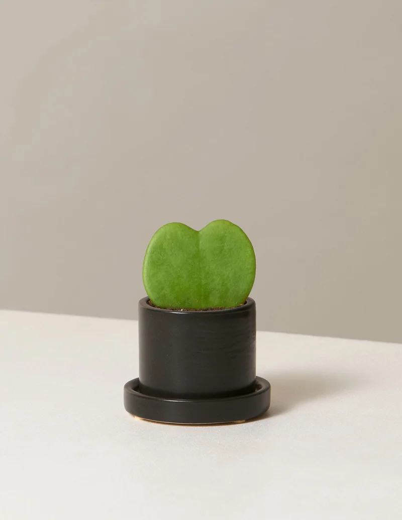 Image of Hoya Heart