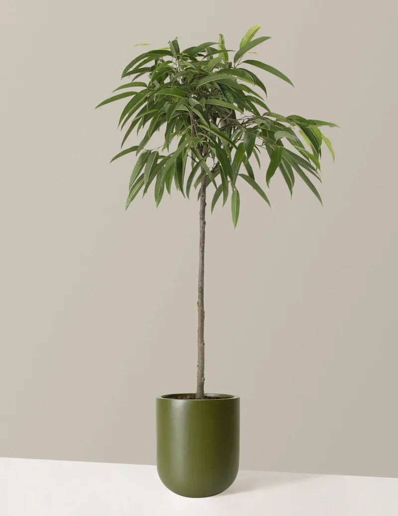Image of Large Ficus Alii