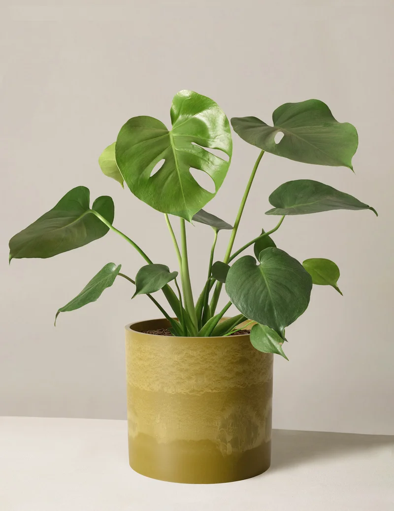 Image of Monstera Deliciosa