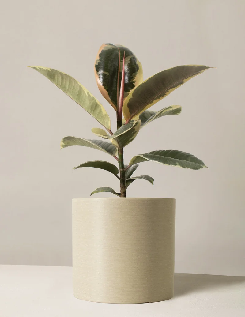 Image of Ficus Tineke
